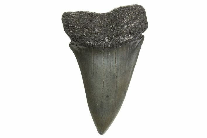 Fossil Broad-Toothed Mako Tooth - South Carolina #340983